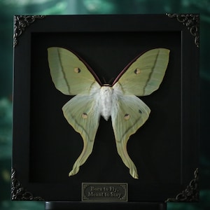 Polilla Luna Verde Encantada – Actias luna enmarcada para exhibiciones de naturaleza, gótico y curiosidades