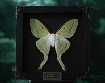 Polilla Luna Verde Encantada – Actias luna enmarcada para exhibiciones de naturaleza, gótico y curiosidades