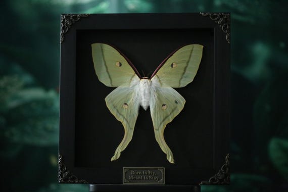 Enchanted Green Luna Moth – Framed Actias luna for Nature, Gothic & Curiosity Displays