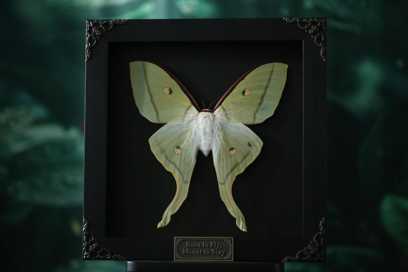 Polilla Luna Verde Encantada – Actias luna enmarcada para exhibiciones de naturaleza, gótico y curiosidades imagen 1
