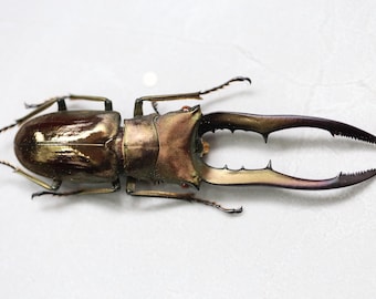 珍しい雄のクワガタムシ – Cyclomattus metallifer finae、体長65～70mm、コレクター向けの本物の乾燥標本