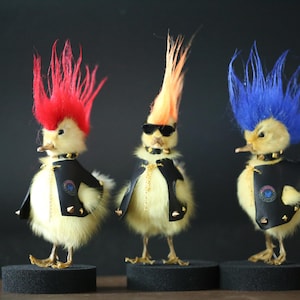 Punk-Entenküken aus dem Tierpräparat, witziges und ungewöhnliches Geschenk, echte präparierte Ente, Wichtelgeschenk, ausgefallene Deko, einzigartiges Sammlerstück aus Tierform