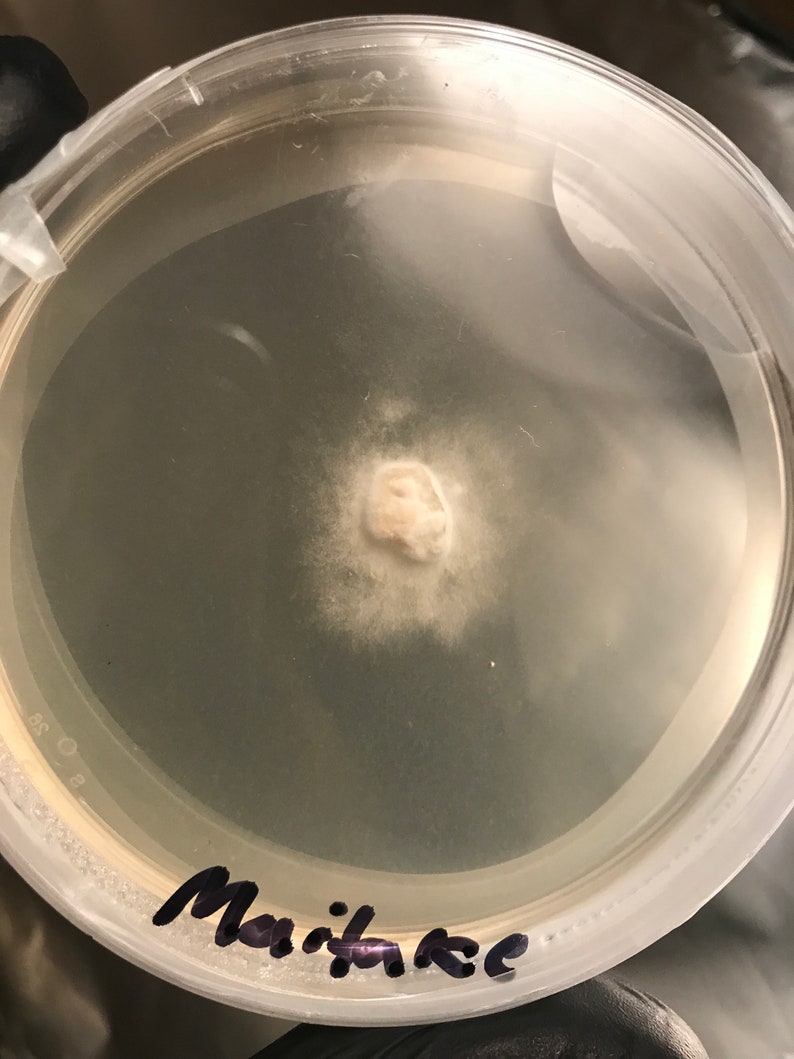 Colonized Agar Plates Etsy