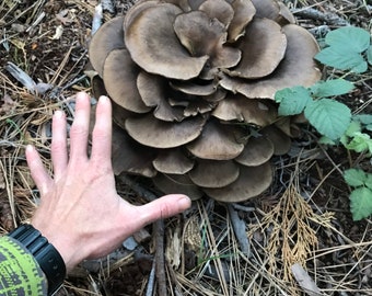 Seltene Art Pilz Flüssigkeitskultur Spritze