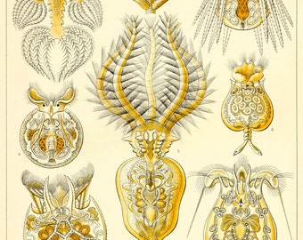 Ernst Haeckel Botanical Print - Nature Art Rotatoria