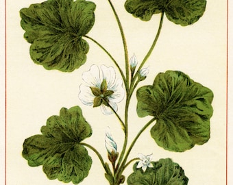 Botanical Print of Ivy from Wild Flowers of America