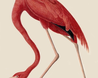 American Flamingo by John James AudubonBOGOF