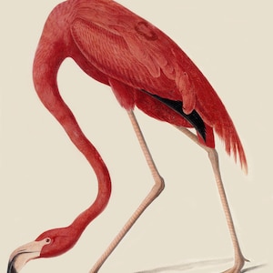 American Flamingo by John James Audubon