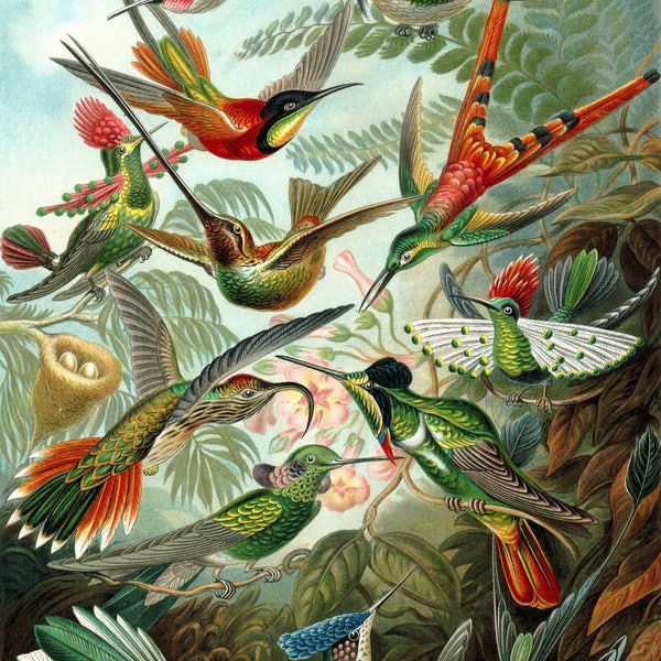 Ernst Haeckel Kolibri Kunstdruck Poster A4 A3 A2 Großdruck Kolibri Home Decor Wanddekoration GRATIS VERSANDKOSTENFREI