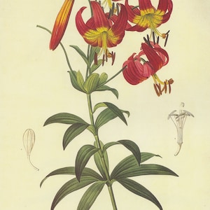 Lilium Superbum Botanical by Pierre-Joseph Redouté Home Decor Wall Decor Giclee Art Print Poster A4 A3 A2 Large Print FLAT RATE SHIPPING