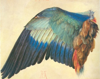 Wing of a Blue Roller by Albrecht Durer