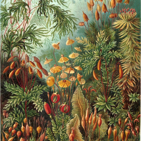 Ernst Haeckel Botanischer Druck - Natur Kunst Pilze