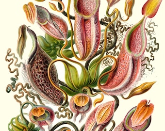 Ernst Haeckel Botanical Print - Nature Art Flowers