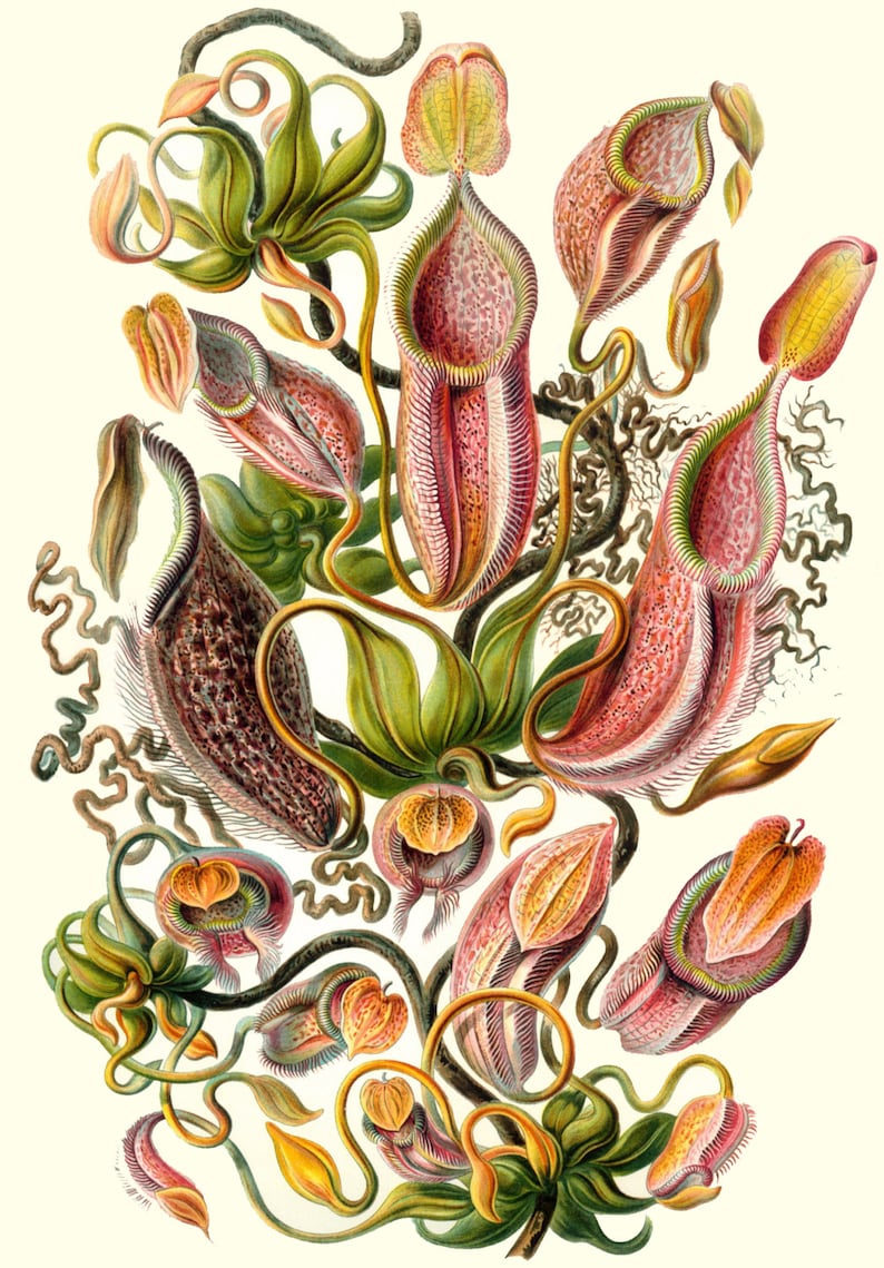 Ernst Haeckel Botanical Print Nature Art Flowers image 1