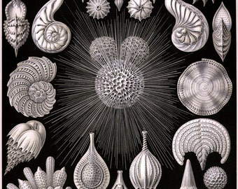 Ernst Haeckel Botanical Print - Nature Art Thalamophora shell