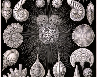 Ernst Haeckel Botanical Print - Nature Art Thalamophora shell