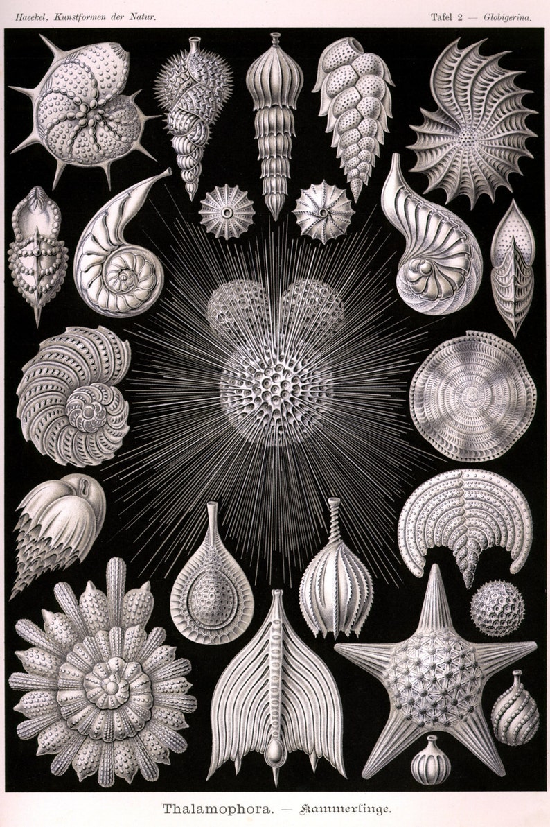 Ernst Haeckel Botanical Print Nature Art Thalamophora shell image 1