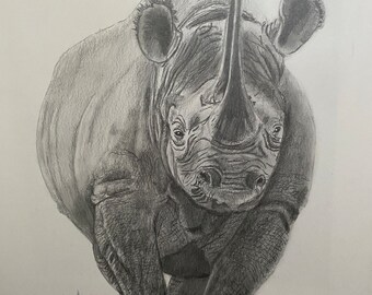 May include: A black rhinoceros drawn in pencil, standing in a grassy field. The rhinoceros is facing the viewer with its head lowered and its horn prominent.