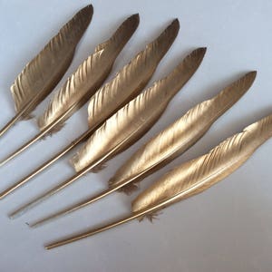 May include: Seven gold-painted feathers arranged in a fan shape. The feathers are long and narrow, with a pointed tip. The gold paint is shiny and reflects light.