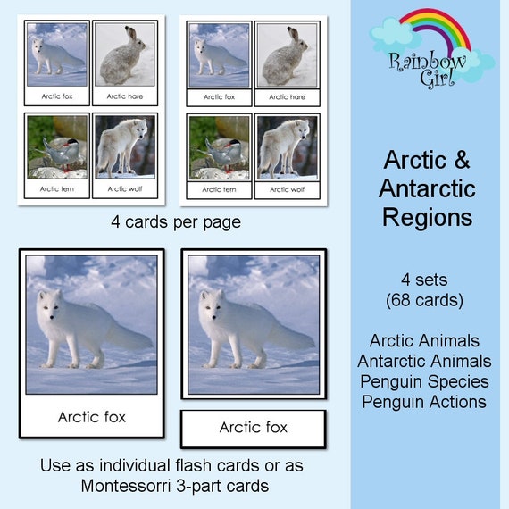 Polar Animals / Arctic Animals / Antarctic Animals / Penguins - Etsy Polar Animals / Arctic Animals / Antarctic Animals / Penguins - Etsy
