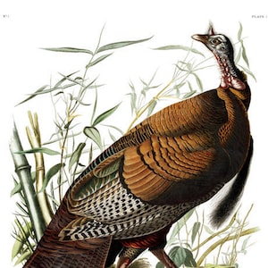Game Turkey American John James Audubon Famous The Birds of America  Dated 1827-1838 Instant Download