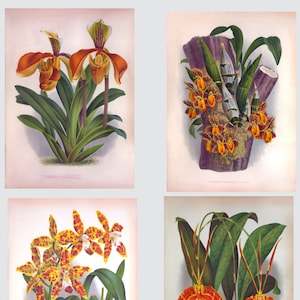 Orchids Jean Julens Linden 1887 Orange Flowers Giclee 4 Prints 1-4 Wall Decor