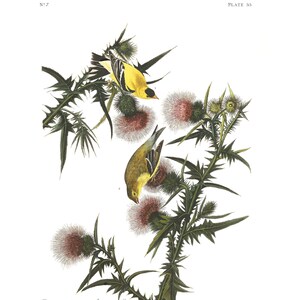 American Gold Finch Audubon Bird Print, Coastal Bird Audubon Birds of America Sea Bird Coastal Original Drawing 1827-1838 Instant Dowmload