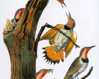 John James Audubon célèbre les oiseaux d'Amérique scintillement nordique daté 1827-1838 numérique