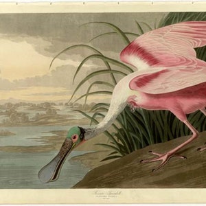Roseate Spoonbill John James Audubon Famous The Birds of America Sea Birds Original Drawing 1827-1838 Instant Download