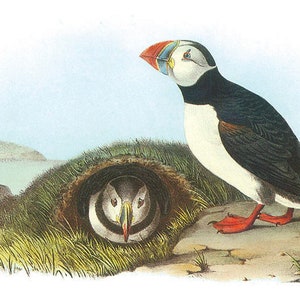 Atlantic Puffins John James Audubon Famous The Birds of America Original Drawings 1827-1838 Coastal Bird Sea Bird Ocean Instant Download