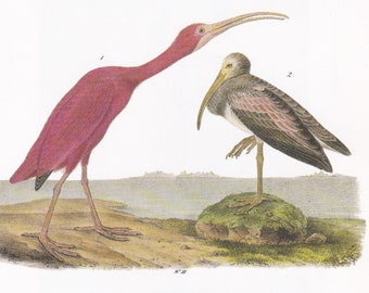 John James Audubon Famous The Birds of America Flickriver Bird Dated 1827-1838