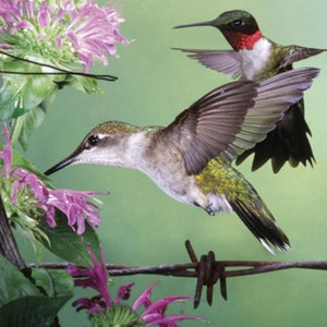 Hummingbirds John James Audubon Famous The Birds of America  Original Drawing 1827-1838 Instant Download