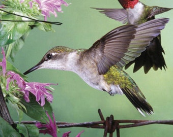 Hummingbirds John James Audubon Famous The Birds of America  Original Drawing 1827-1838 Instant Download
