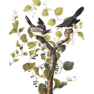 Logger Shrike Audubon Bird Print, Coastal Bird, Florida Bird, Audubon Birds of America Sea Bird Coastal Sea Bird Original Drawing 1827-1838