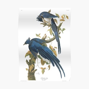 Steller Jay Audubon Bird Print, Coastal Bird, Florida Bird, Birds of America  Coastal Sea Bird Original Drawing 1827-1838 Instant Dowload