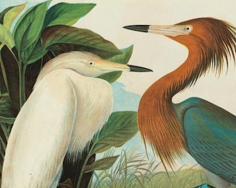 John James Audubon Famous The Birds of America Heron Dated 1827-1838