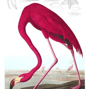 American Flamingo John James Audubon Famous The Birds of America Sea Birds Original Drawing 1827-1838 Instant Download