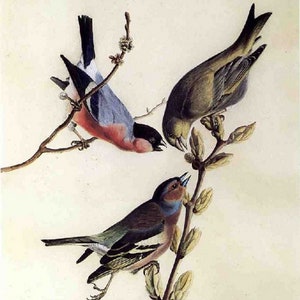 Audubon Gimpel & Grünfink Druck: Birds of America (Digitaler Download)