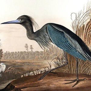 Blue Heron Print: Audubon Birds of America, Coastal Bird Art (Digital Download)