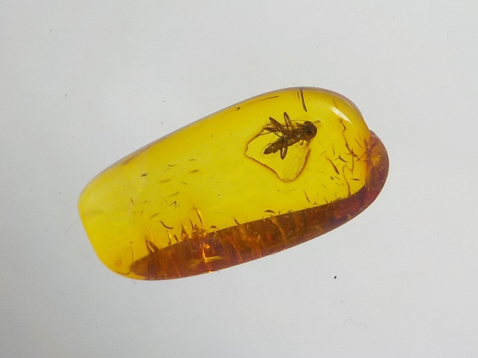 Genuine Baltic Amber Stone. Bugs in Amber Biting Midge. Etsy