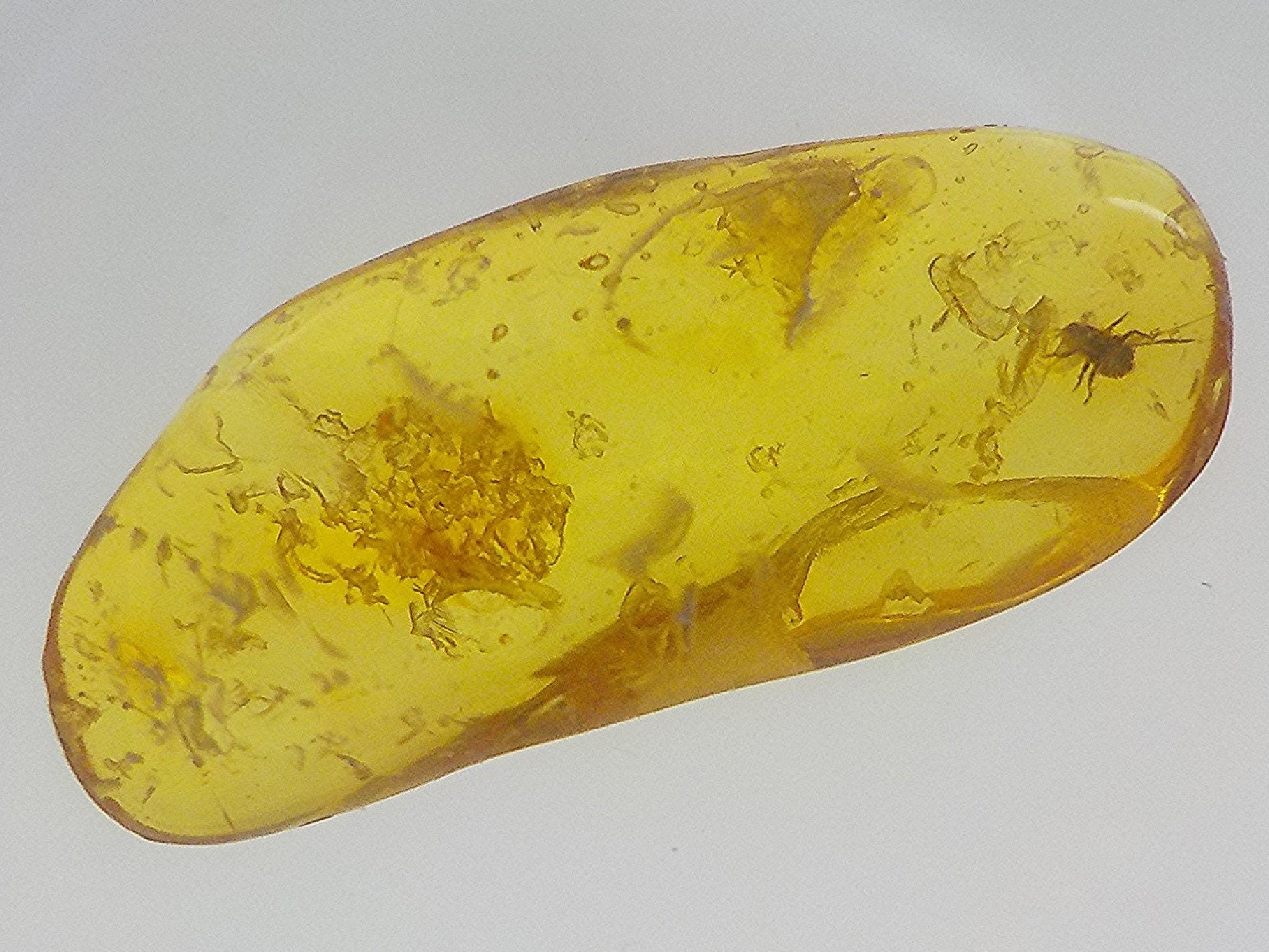 Genuine Baltic Amber Stone. Bugs in Amber Aphid Nymph. | Etsy