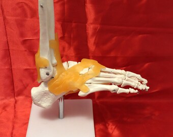Human Skeleton Ligament Foot Ankle Joint Anatomical Teaching Model