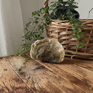 May include: A decorative, textured, mushroom-shaped object with a light brown and tan color palette. The object sits on a rustic wooden surface, with a woven basket and greenery in the background. The basket contains a potted plant with green leaves.