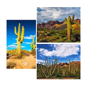 Kaktus, Saguaro, Orgelpfeife und Sonoran-Wüste 3D Lenticular Postkarten, 4x6 Grußkarten