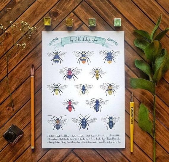 Bee Identification Chart