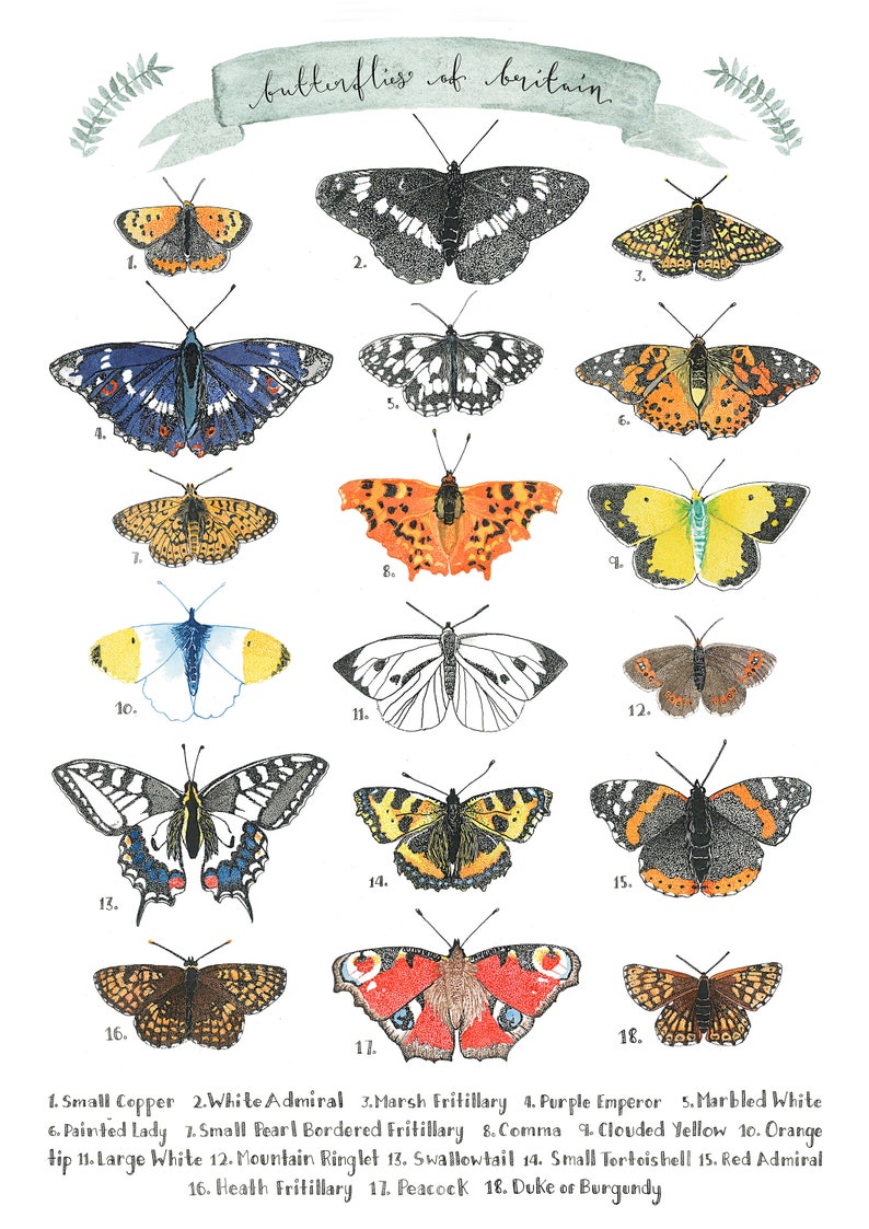 British Butterflies Wall Art Print or Poster. Original Etsy