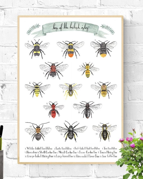 Honey Bee Identification Chart Uk