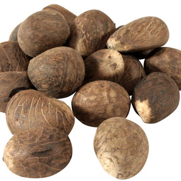 Fair Trade Ecuador Tagua Nuts | Vegan Ivory | Xl 70mm+ /7cm+ (2.75