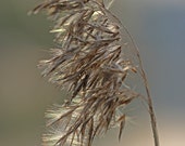 Reed, Sway, Wind, Lonely, Fine Art Photograph