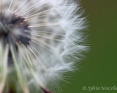 Dandelion, Blurry, White, Green, Summer, Close-up, Fine Art Photography